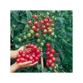 Tohhum Ciliegia Cherry Domates Tohumu