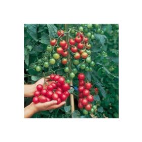 Tohhum Ciliegia Cherry Domates Tohumu