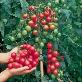 Tohhum Ciliegia Cherry Domates Tohumu