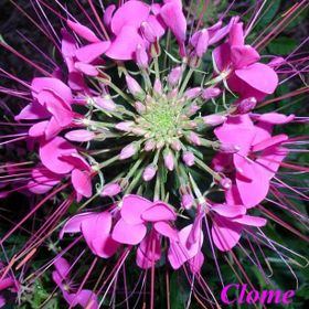 Tohhum Cleome Reine Rose Pembe Kleom Çiçeği Tohumu
