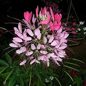 Tohhum Cleome Reine Rose Pembe Kleom Çiçeği Tohumu