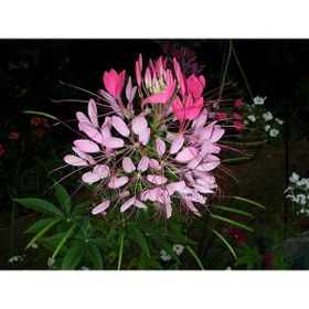 Tohhum Cleome Reine Rose Pembe Kleom Çiçeği Tohumu