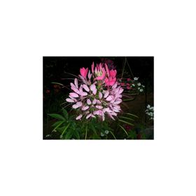 Tohhum Cleome Reine Rose Pembe Kleom Çiçeği Tohumu