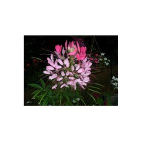 Tohhum Cleome Reine Rose Pembe Kleom Çiçeği Tohumu