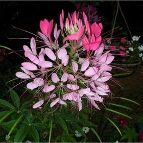 Tohhum Cleome Reine Rose Pembe Kleom Çiçeği Tohumu