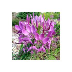 Tohhum Cleome Spinosa Örumcek Çiçeği Tohumu