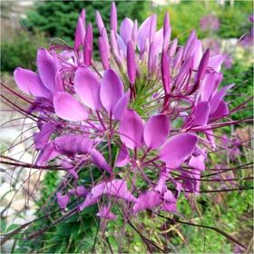 Tohhum Cleome Spinosa Örumcek Çiçeği Tohumu