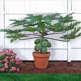 Tohhum Cüce Papaya Tohhum Bahçe Tohumu