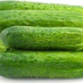 Tohhum Cüce Turşuluk Salatalık Tohhum Bahçe Tohumu
