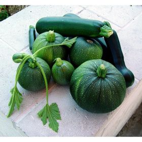 Tohhum Dolmalık Kabak Tohumu