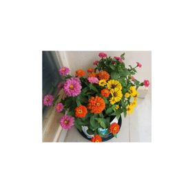 Tohhum Elegans Zinnia Tohumu Tohumu