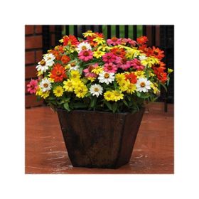 Tohhum Elegans Zinnia Tohumu Tohumu