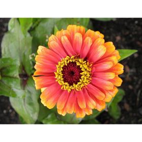 Tohhum Elegans Zinnia Tohumu Tohumu