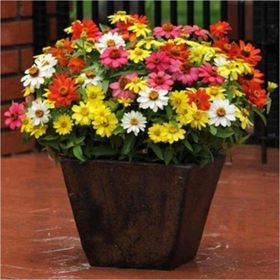 Tohhum Elegans Zinnia Tohumu Tohumu