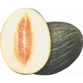 Tohhum Hasanbey Kavunu Tohumu