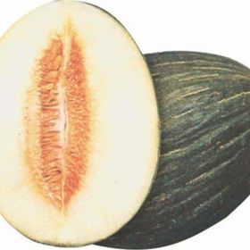 Tohhum Hasanbey Kavunu Tohumu