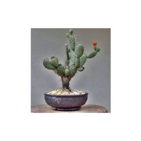 Tohhum Hint İnciri Tohumu Opuntia Bonsai Tohumu