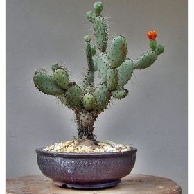 Tohhum Hint İnciri Tohumu Opuntia Bonsai Tohumu