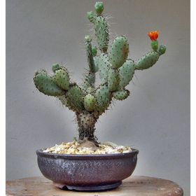 Tohhum Hint İnciri Tohumu Opuntia Bonsai Tohumu