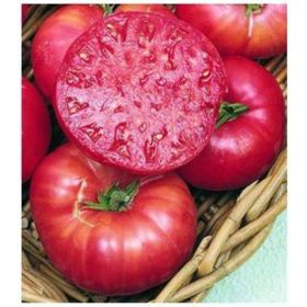 Tohhum İri Belçika Pembe Domatesi Tohumu