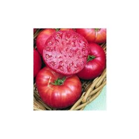 Tohhum İri Belçika Pembe Domatesi Tohumu