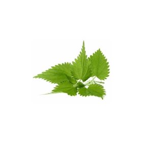 Tohhum Isırgan Otu Tohumu Urtica Dioica Tohumu