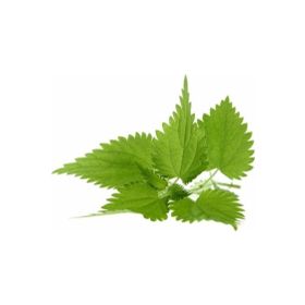 Tohhum Isırgan Otu Tohumu Urtica Dioica Tohumu