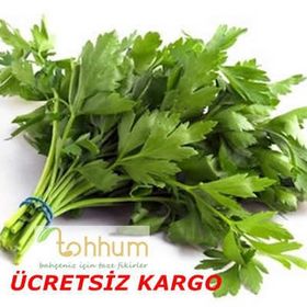 Tohhum İtalyan Büyük Yapraklı Maydonoz Tohumu