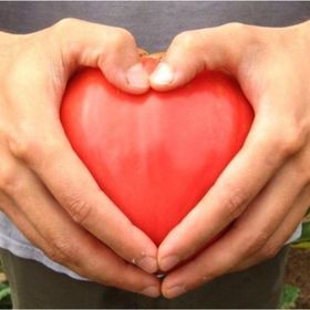 Tohhum Kalp Domates Oxheart Heırloom Tohumu