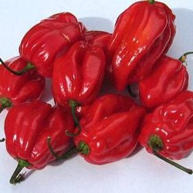 Tohhum Kırmızı Habanero Biberi Tohumu