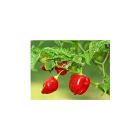 Tohhum Kırmızı Habanero Biberi Tohumu