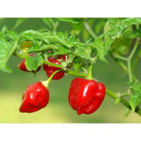 Tohhum Kırmızı Habanero Biberi Tohumu
