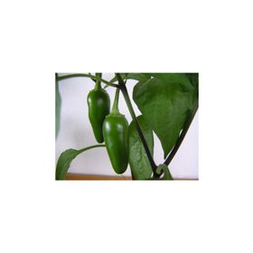 Tohhum Kırmızı Jalapeno Biber Tohumu