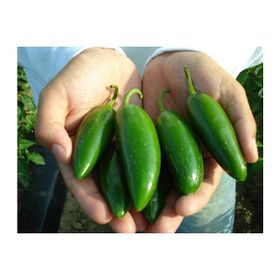 Tohhum Kırmızı Jalapeno Biber Tohumu
