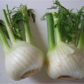 Tohhum Kök Rezene Tohumu