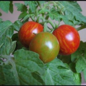 Tohhum Leopar Cherry Domates Tohumu