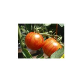 Tohhum Leopar Cherry Domates Tohumu
