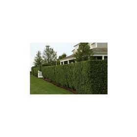 Tohhum Ligustrum Lükstür Bitkisi Tohumu