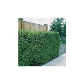 Tohhum Ligustrum Lükstür Bitkisi Tohumu