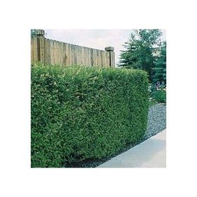 Tohhum Ligustrum Lükstür Bitkisi Tohumu