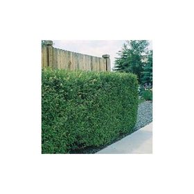 Tohhum Ligustrum Lükstür Bitkisi Tohumu