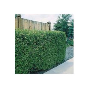 Tohhum Ligustrum Lükstür Bitkisi Tohumu