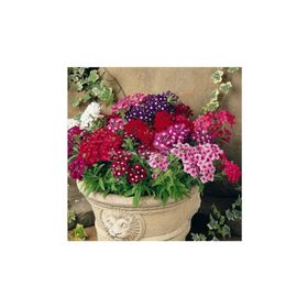Tohhum Mine Çiçeği Verbena Grandiflora Tohum