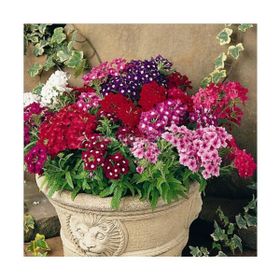 Tohhum Mine Çiçeği Verbena Grandiflora Tohum