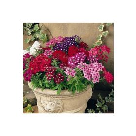 Tohhum Mine Çiçeği Verbena Grandiflora Tohum