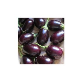 Tohhum Mini Patlıcan Saksılık Tohum