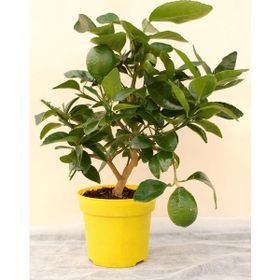 Tohhum Misket Lime Limon Tohumu