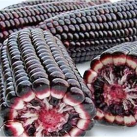 Tohhum Mor Mısır Tohumu