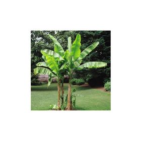 Tohhum Muz Musa İcecream Banana Tohumu