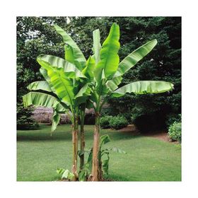 Tohhum Muz Musa İcecream Banana Tohumu